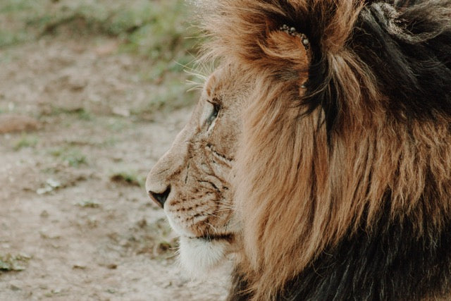 4 anledningar att ta Lion's Mane