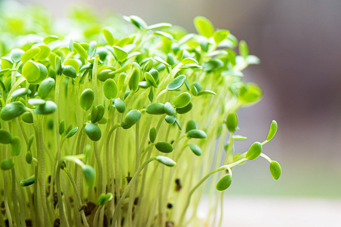 Broccoligroddar innehållande sulforafan